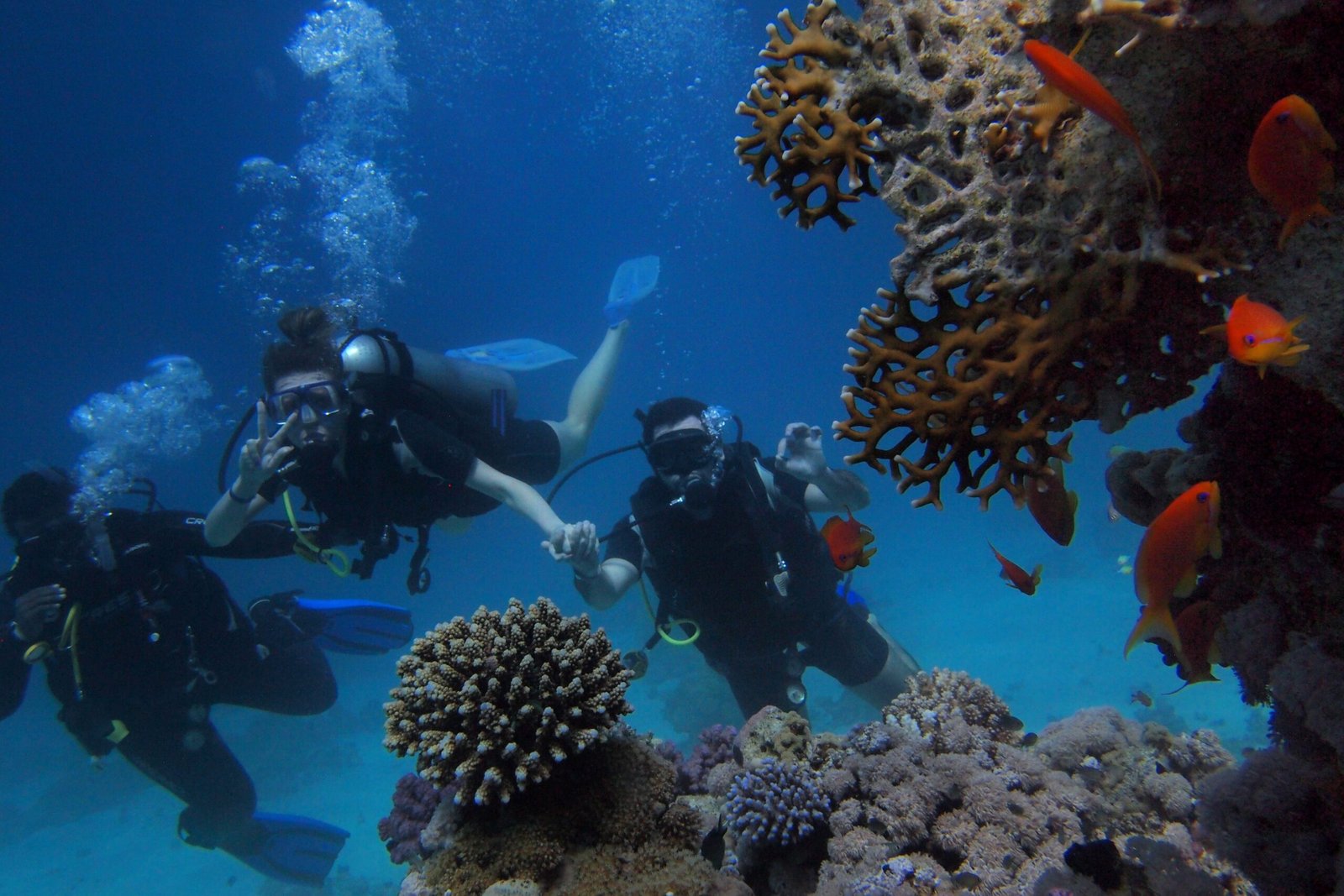 Divers among a vibrant coral reef full of marine life