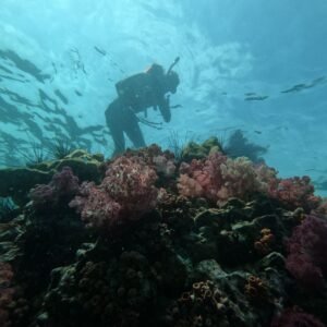 Scuba diver exploring a colorful coral reef