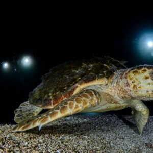 Sea turtle lit by dive lights during a night dive